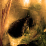 animalillos thumbnail 1