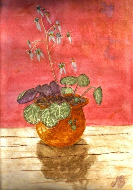 Mi saxifraga