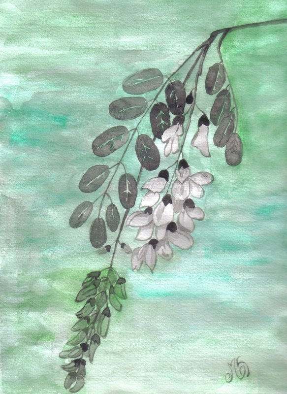 flor de acacia