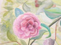 flor de camelia