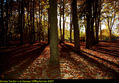Otoño en el Parque de la Devesa (Girona)