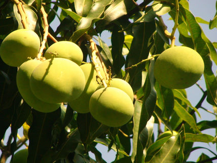 Mangos verdes.