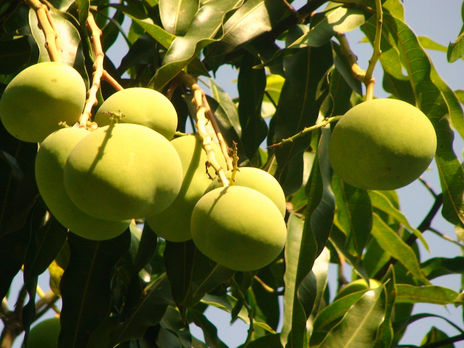 Mangos verdes.