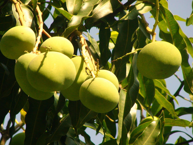 mangos verdes.