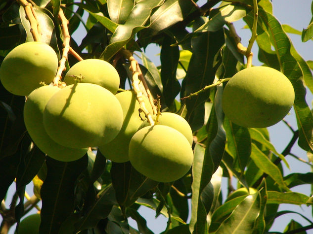 mangos verdes. 