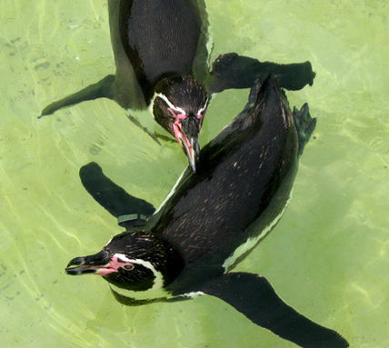 Pinguino