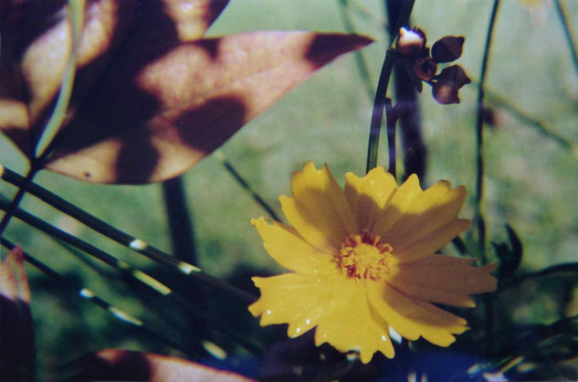 LA REINA Naturaleza Color (Química)