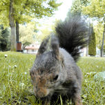 Animales thumbnail 1