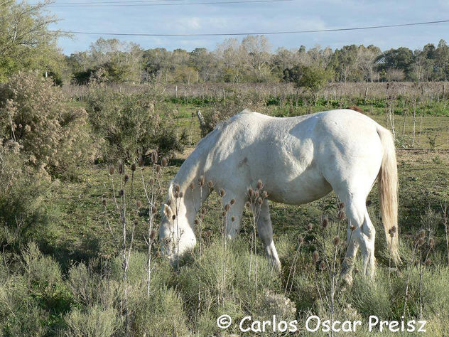 CRIOLLITA BLANCA