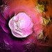 rosa texturada