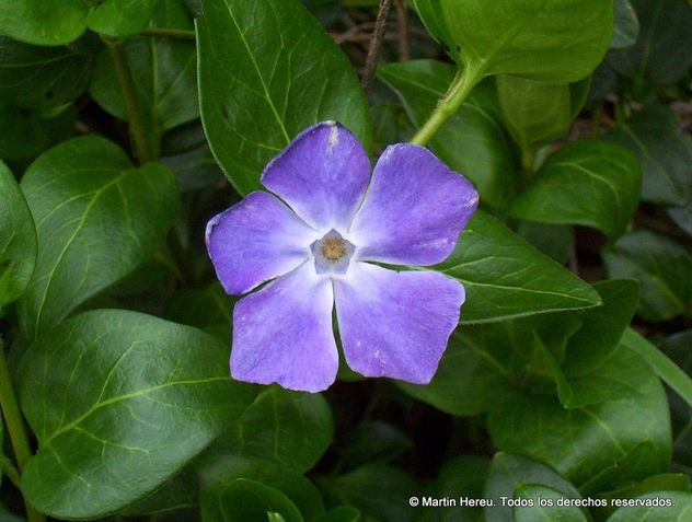 Una flor comun y silvestre