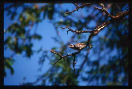Primavera de las Aves