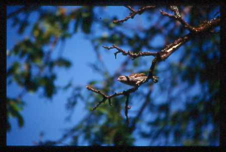 Primavera de las Aves 