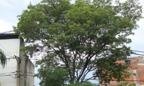 naturaleza