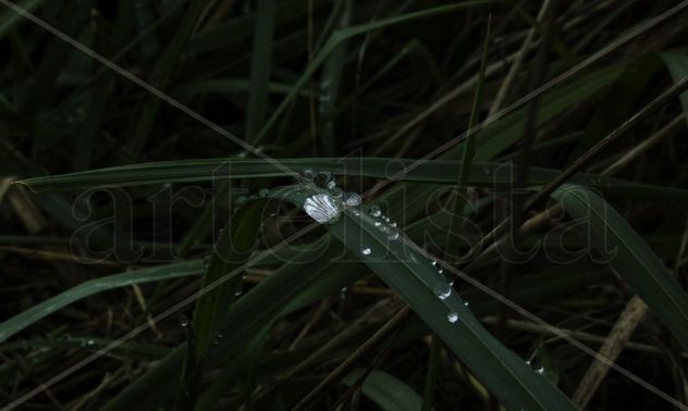 gota