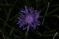 Flor nocturna