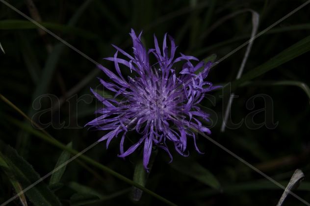 flor nocturna