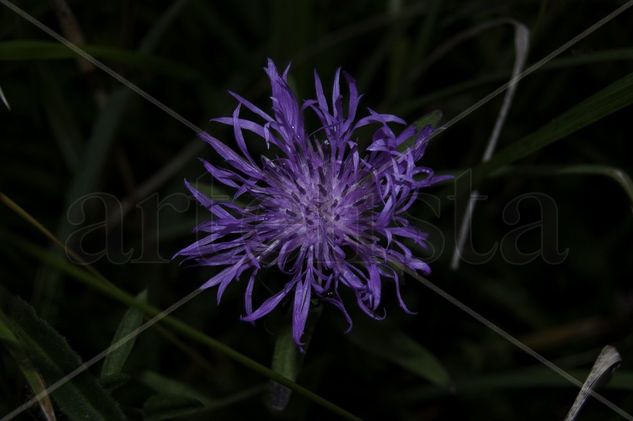 flor nocturna 