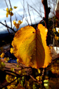 Hoja de otoño