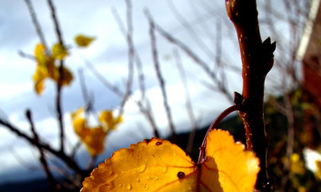 otoño