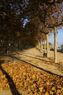 Perspectiva de otoño