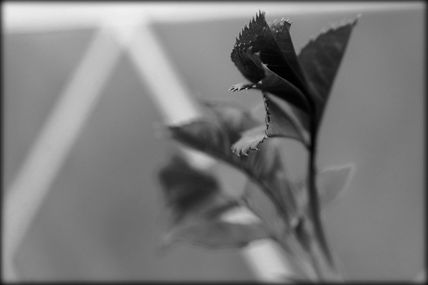 Rosal II