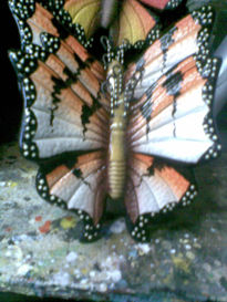 Mariposas