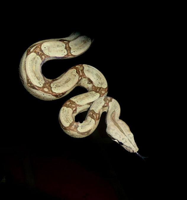 boa