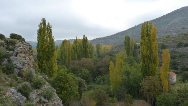 COLORES DEL OTOÑO 