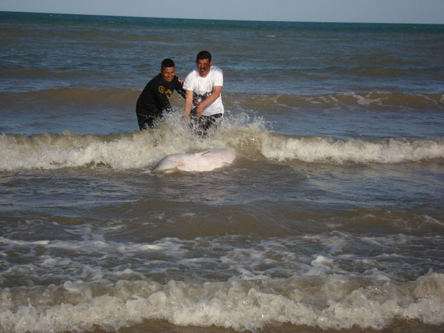 LA MARSOPA VUELVE AL MAR 