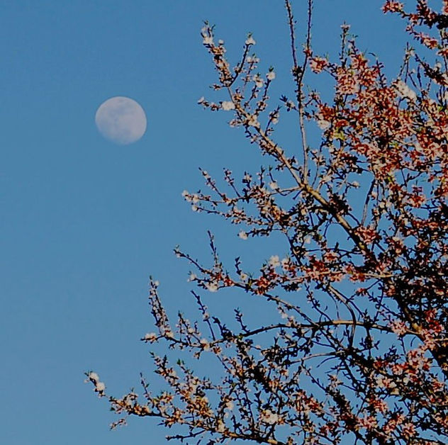 la luna sobre el almendro
