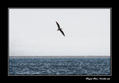 Volar en solitario