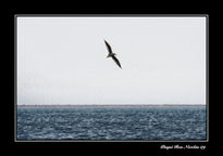 Volar en solitario