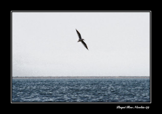 Volar en solitario Nature Color (Digital)