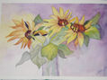 girasoles