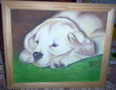 Perrito