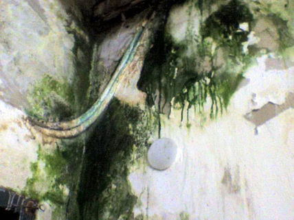 Pared mohosa