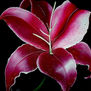 Flor