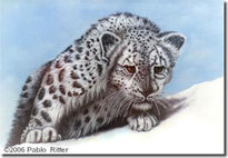 Snow  leopard