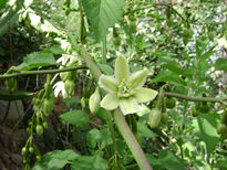 Flor en el camino