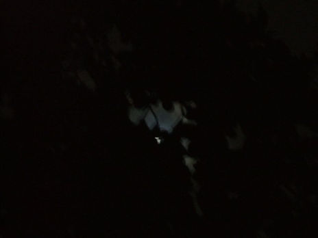 Moonstruck i