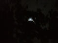 MOONSTRUCK VI