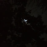 SIDE OF THE MOON thumbnail 1