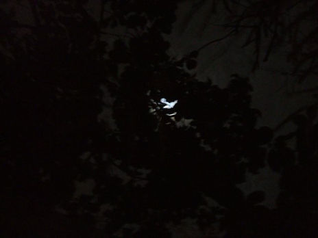Moonstruck vii