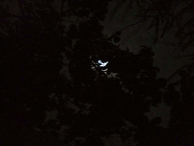 MOONSTRUCK VII