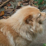 PET SHOP DREAM thumbnail 2