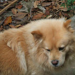 PET SHOP DREAM thumbnail 1