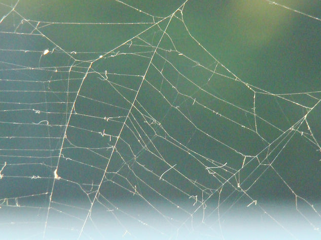 Tela de Araña Nature Black and White (Digital)