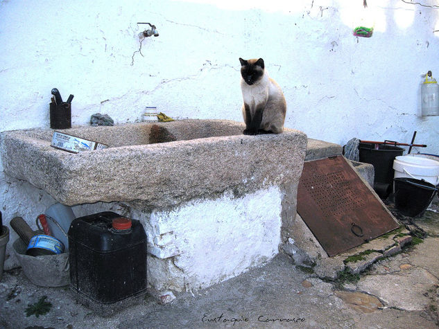 Gato encima de pila de lavar Arquitectura e interiorismo Color (Digital)