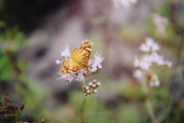 MARIPOSA 3 Nature Color (Manual)